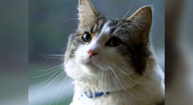 死が近い Twitter Search