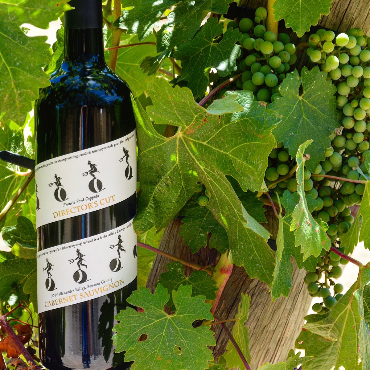 Jolene Patterson (@jolenespatter) on Twitter photo Big or small some fabulous wineries 
On the #WineRoad #SonomaChat
<a href="/coppolawine/">Francis Ford Coppola Winery 🍷</a> #DSCWine Big or small some fabulous wineries 
On the #WineRoad #SonomaChat
<a href="/coppolawine/">Francis Ford Coppola Winery 🍷</a> #DSCWine
