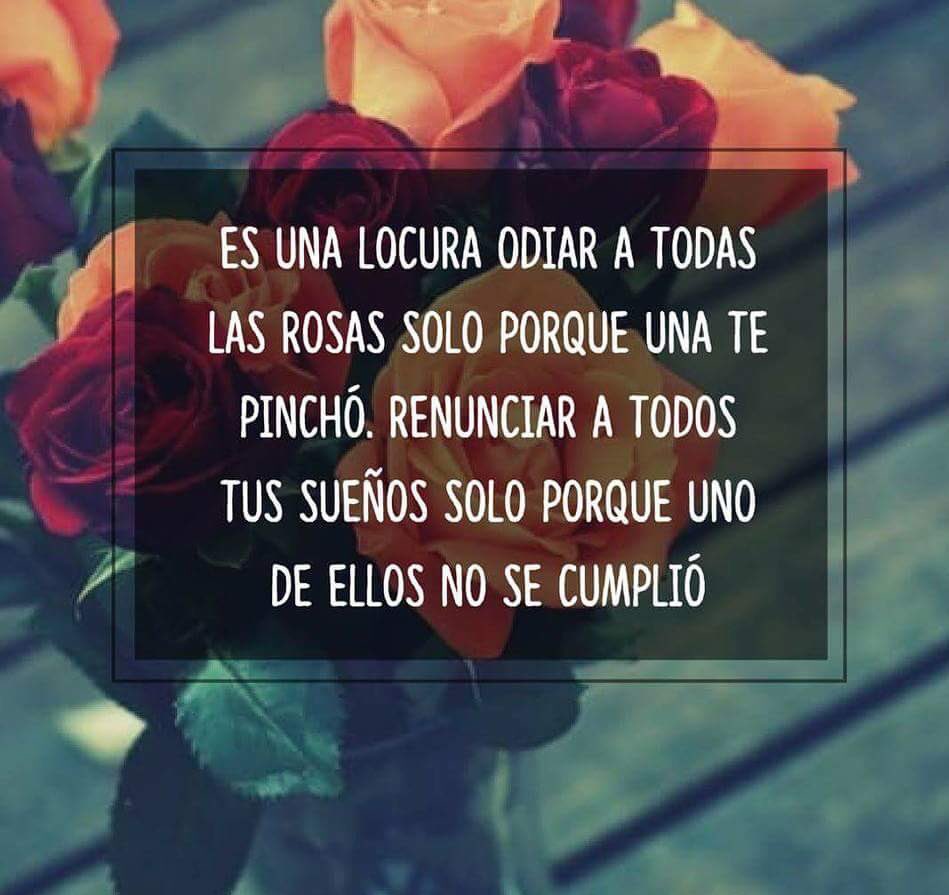 iPrincipito's tweet photo. Es una locura odiar a todas las rosas porque una te pinchó... https://t.co/iG81G1yiKI