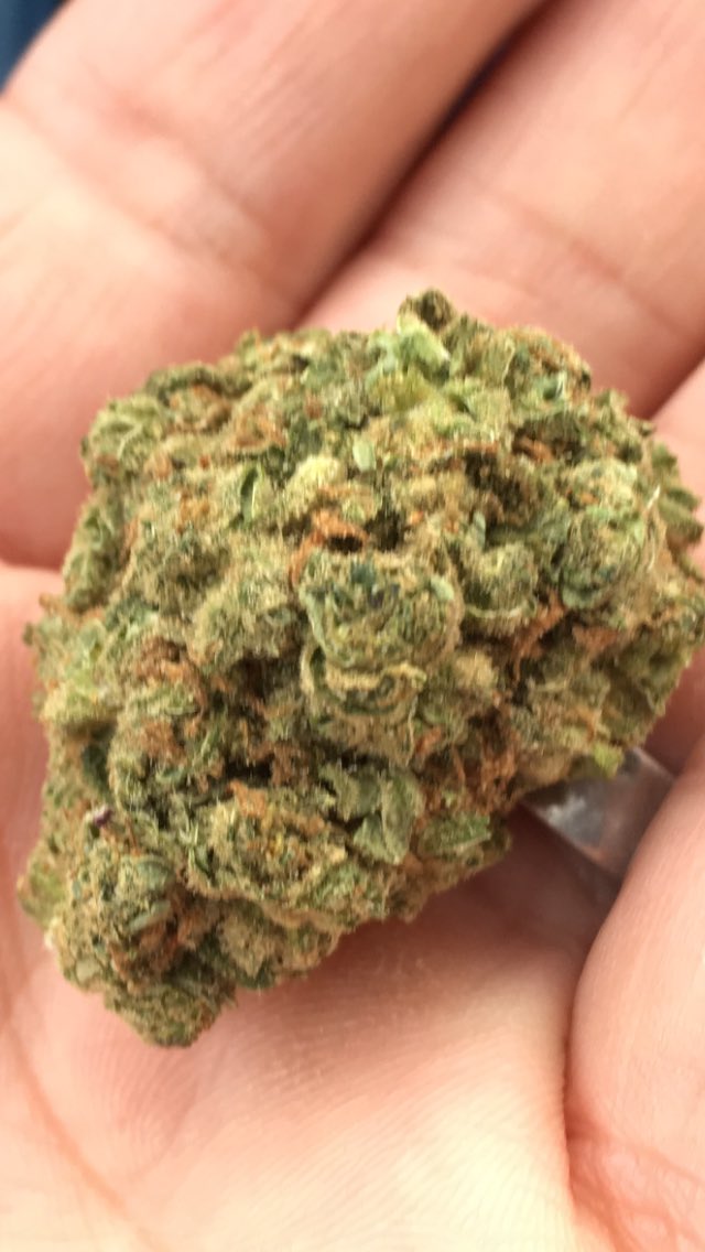 thestraintoday's tweet photo. Such nice @MMJCanada Moby Dick. Great sativa, fam! 🔥🔥🔥👍🏼 https://t.co/MGNnyWrDOv