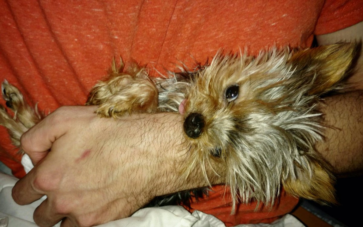 PermaPuppyPip's tweet image. They baby me.
#coddled