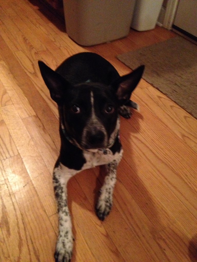 Brandon Heston tweet media