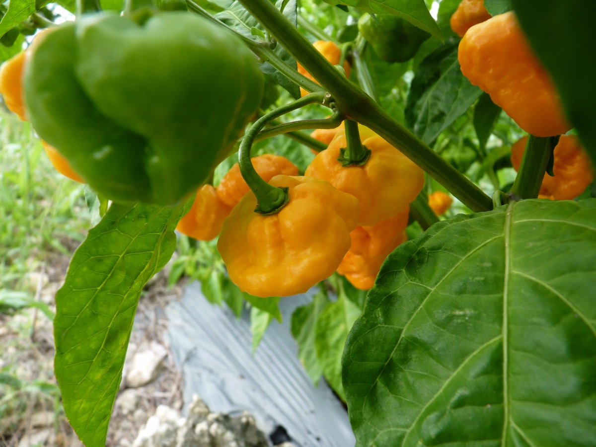 mapifarms's tweet photo. Sometimes you gotta explain to a lot of people what goes on around the farm! #fieldTrip #students #hotpeppers #mapifarms #myPleasure https://t.co/aMn8ZYW9XO