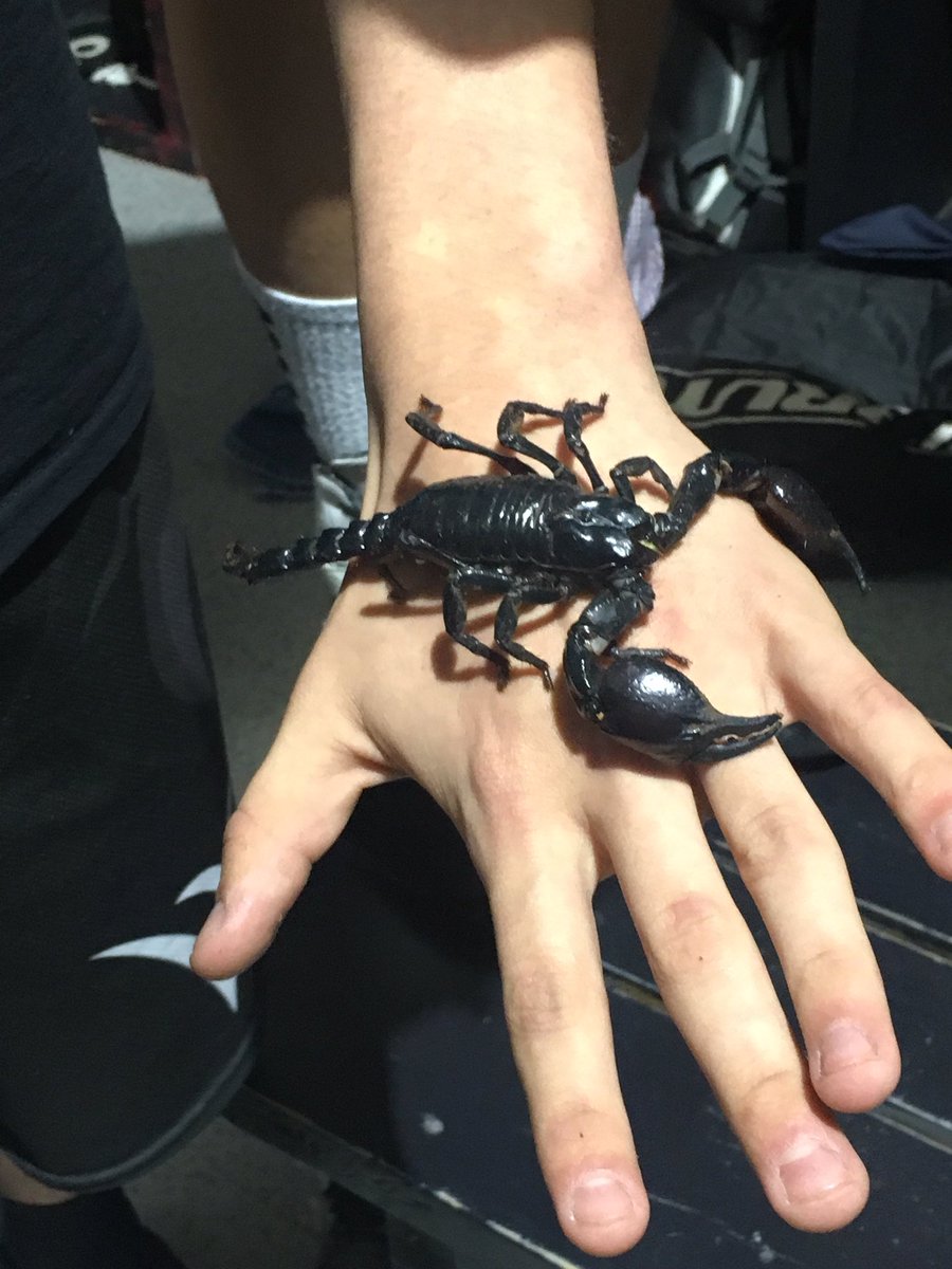 Yes it is real. Yes it is on his hand. Saw it live today while photographing @Tigers_Wrestle #countmeout