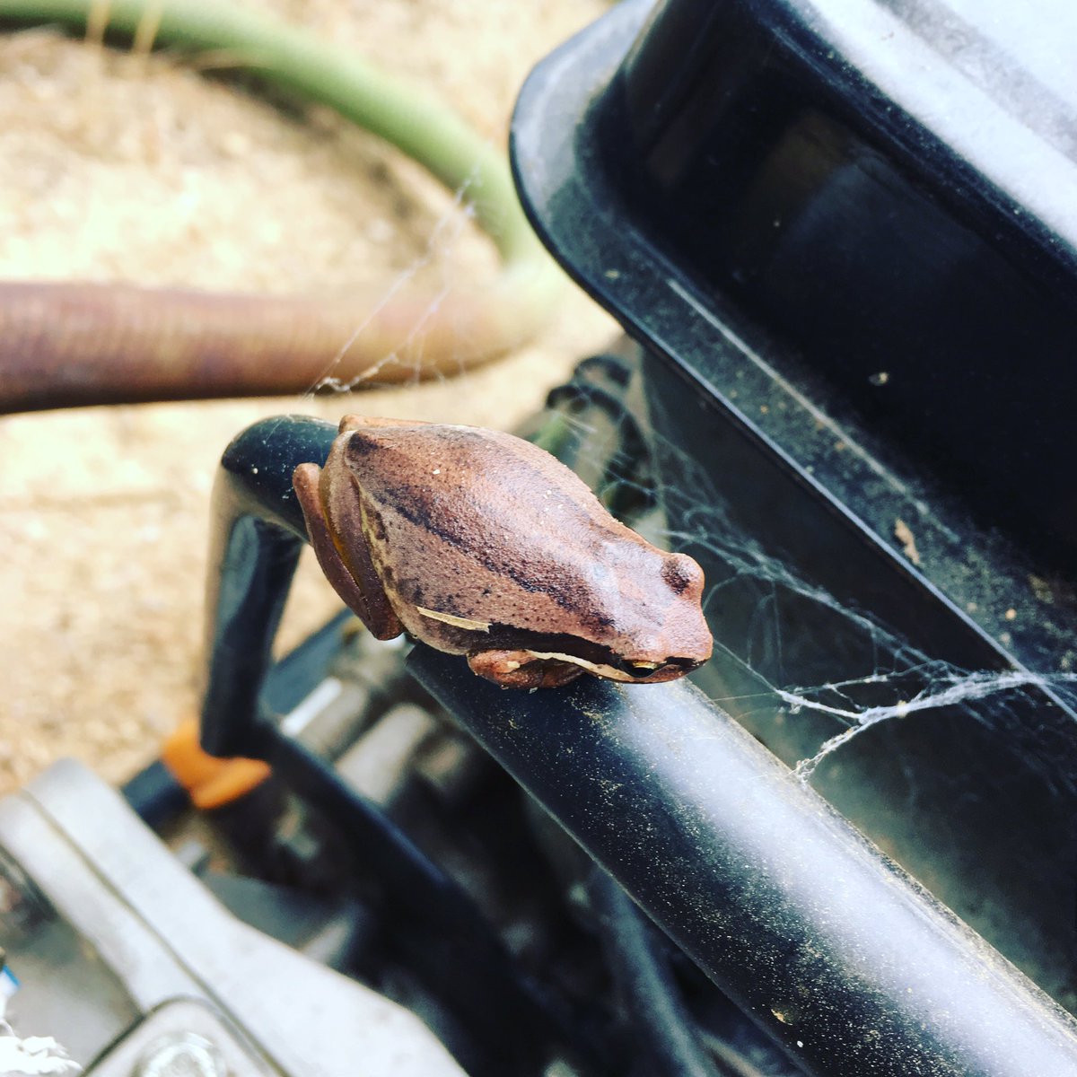 BloodyK8's tweet photo. I had company while practicing starting the fire pumps today #fireprep #bushfireprep #frog https://t.co/geuRKtnfOv