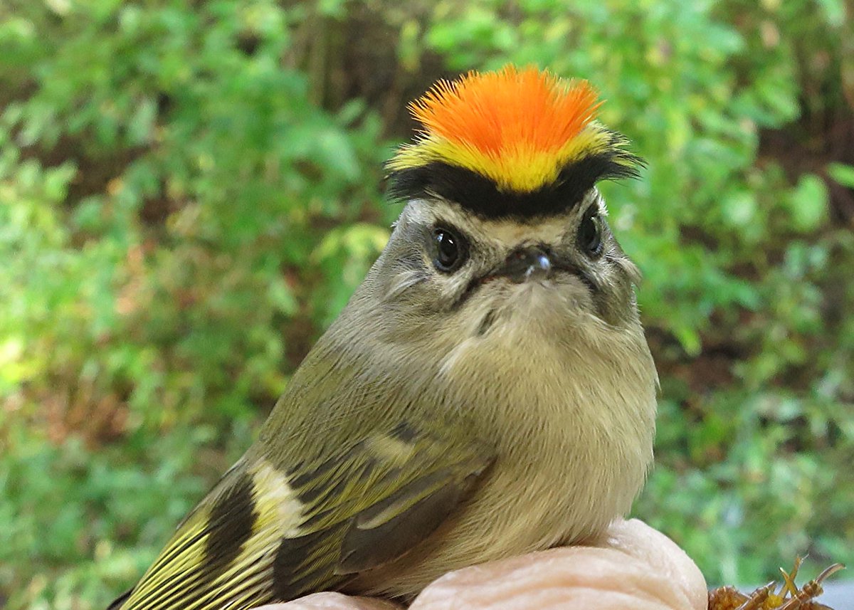 Fun Fact: The Golden-Crowned Kinglet (Regulus satrapa) winters in the Badlands. It winters at Mar-a-Lago, too.