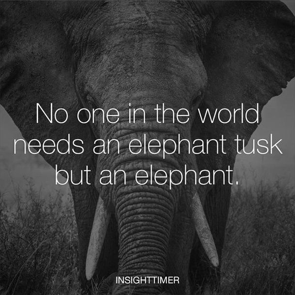 Nobody needs an elephant tusk but an elephant. 

RT if you agree!