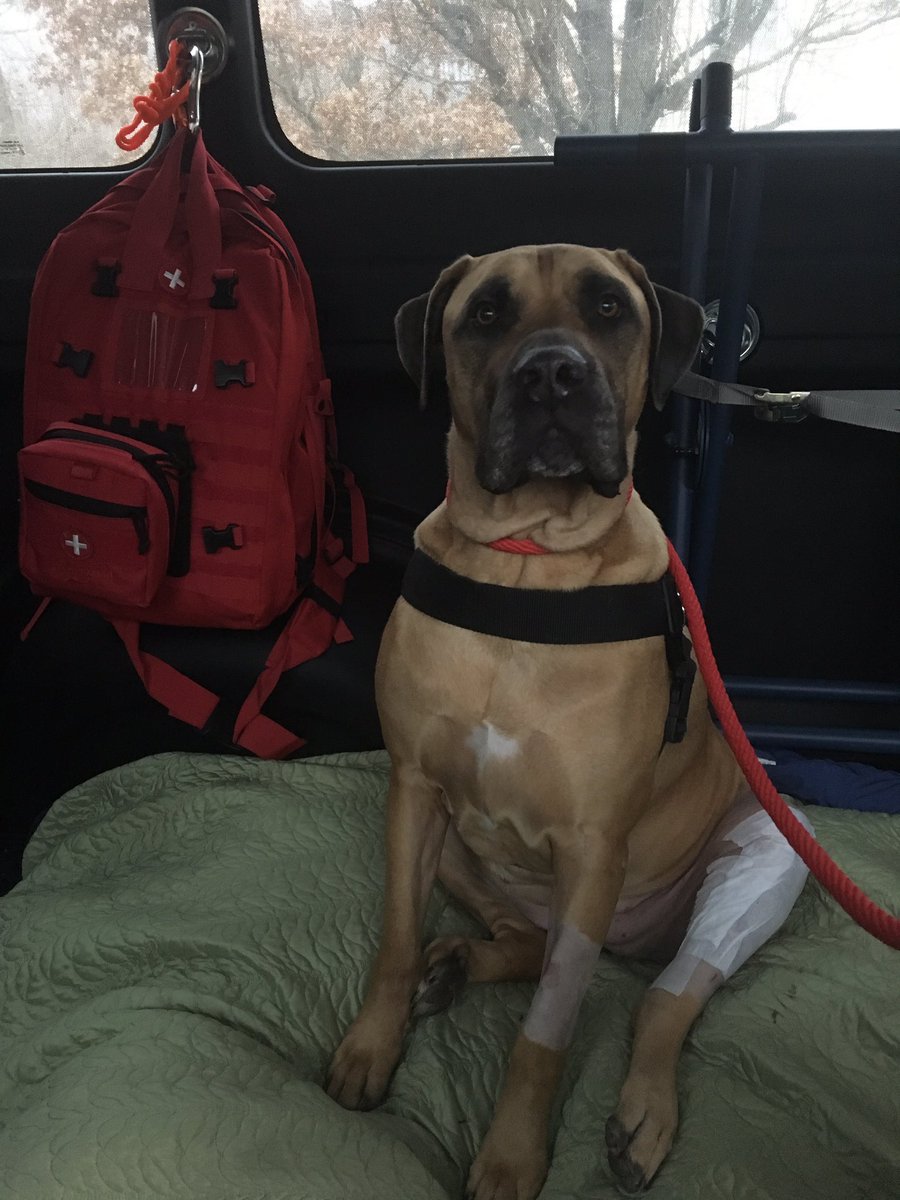 Comfortable Transportation for Pets!

#passionatepawsandclaws
#dogsoftwitter #petambulance #veterinarymedicine