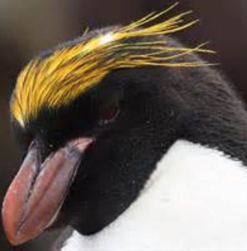 govert_joe's tweet photo. Didn't know @brugan16 looked through National Geographic to find a hairstyle. https://t.co/X8oCmy5KES