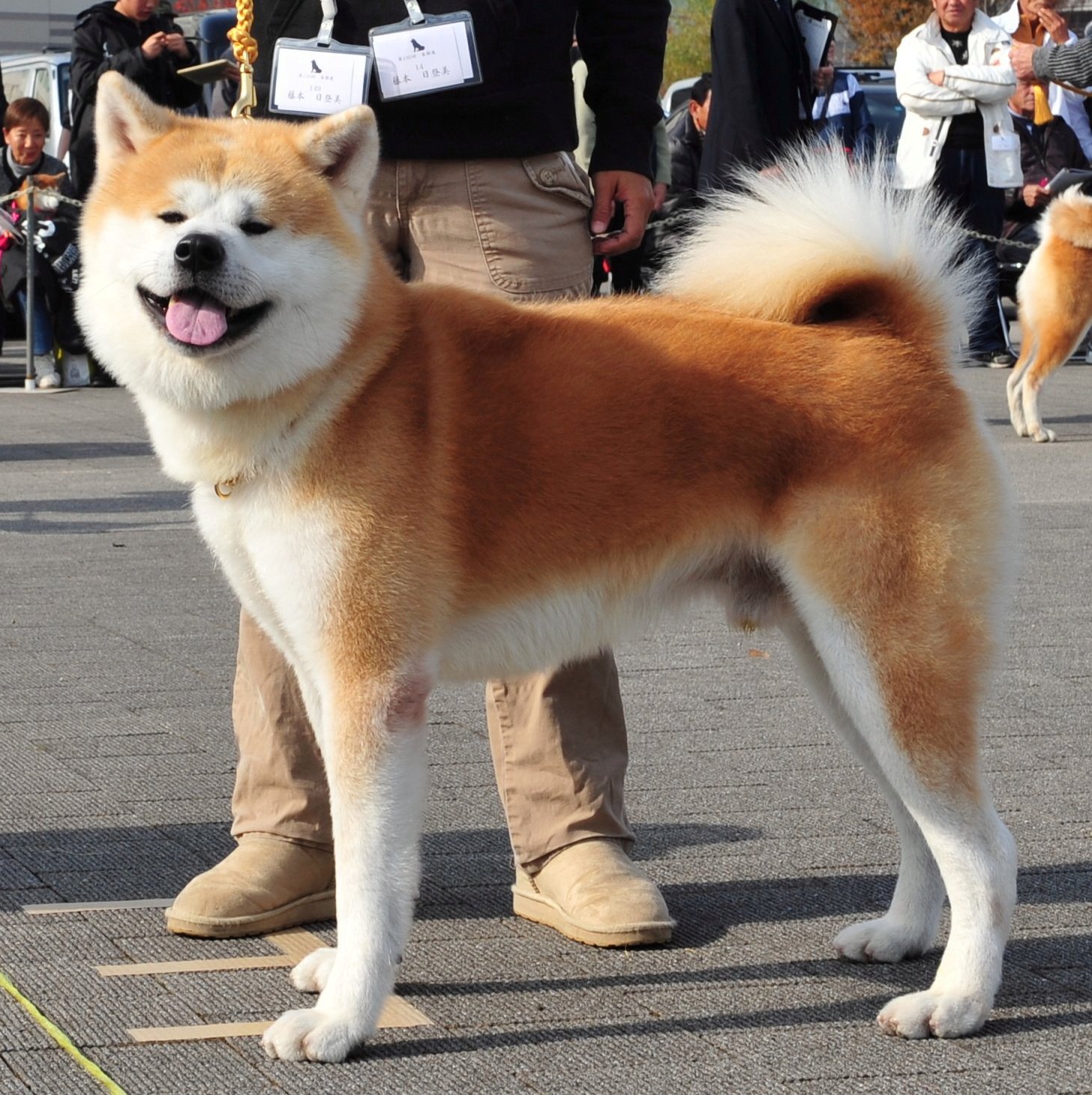 読売新聞東京本社地方部報道 モフモフかわいい秋田犬ですが 今 秋田県では 秋田犬に会えない問題 が起きています なぜ そしてどう解決する 秋田支局 T Co Odabtzmeit 秋田犬 Akita 秋田 T Co Uoodp6eypk Twitter