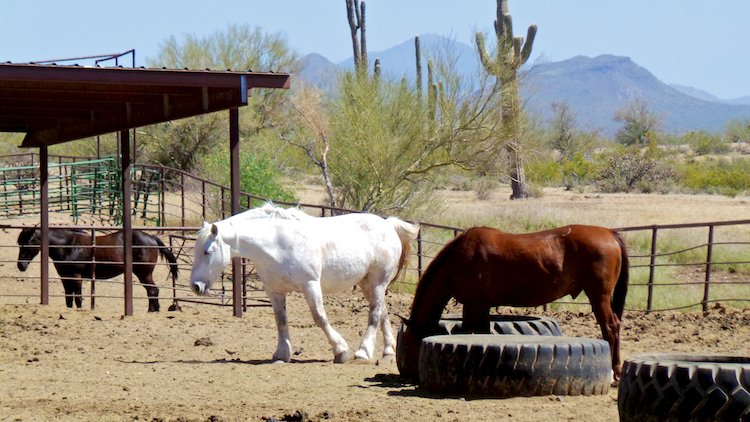 SurfnSunshine's tweet photo. Horseback Riding In The Arizona Desert With Snickers #BloggersGo https://t.co/6GRheDjHcL #travel https://t.co/ufchqBqGvW