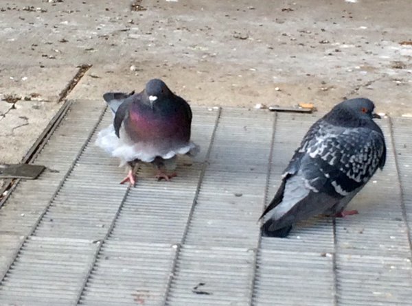 Tooterson's tweet image. i wanted to draw this pigeon's dress