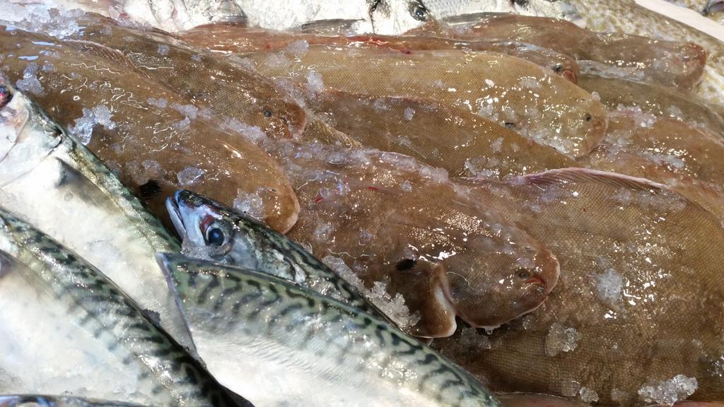 mackerel_boy's tweet photo. One at a time please.. orderly fashion as this quality speaks for itself #hoursold #felixstoweferry https://t.co/NvaavXuwqc