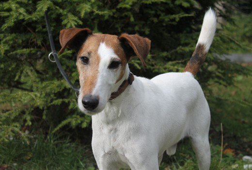 Charly aus Garmisch-Partenkirchen sucht ein Zuhause!

tierheimhelden.de/hund/tierheim-…
