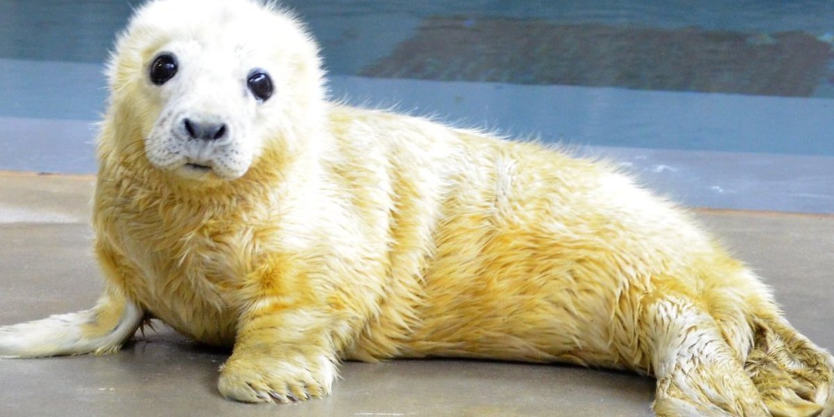 HuffPost's tweet image. Zoos across the U.S. participated in #cuteanimaltweetoff because hope is not dead huff.to/2jA6tAa