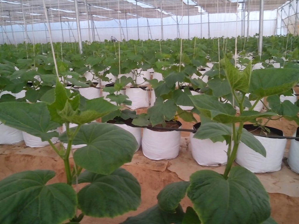 vGreenTrends's tweet photo. @GiantPolyhouses Growbag plantation is also fantastic @Finolexwater #naturalfarming #organic https://t.co/KpRfEInUmH