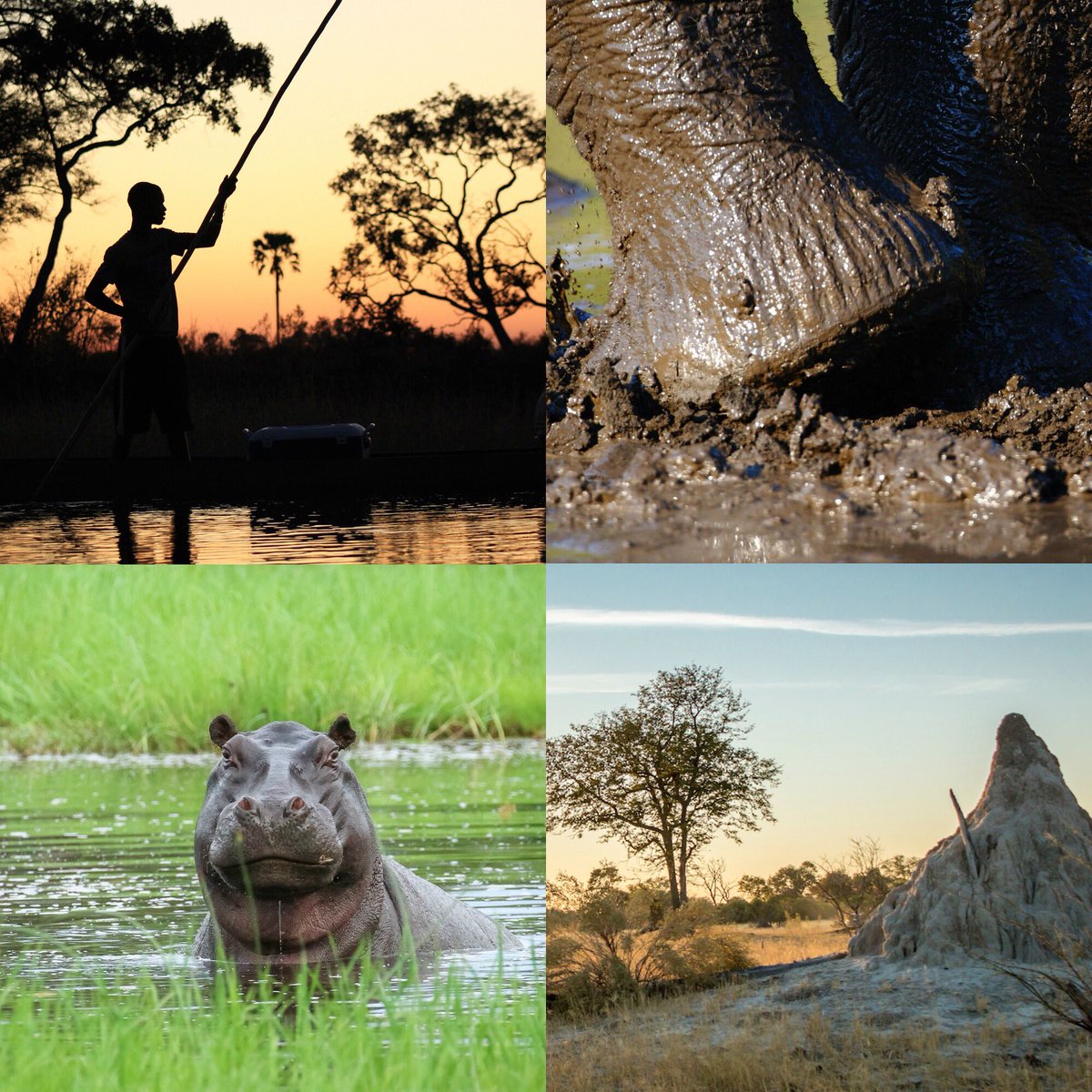 New blog series has begun, "Architects of the Okavango" <a href="/wildwebcoza/">WildWeb</a> <a href="/africaodyssey/">Africa Odyssey</a> #Okavango #Botswana
