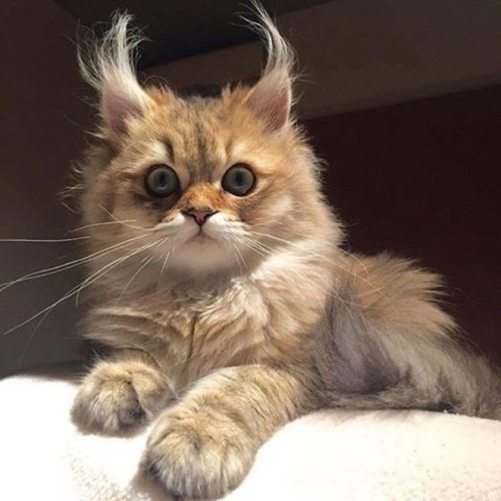 DickKingSmith's tweet photo. If this cat isn't called Bob then there is no justice. https://t.co/ixyis0gVJ4