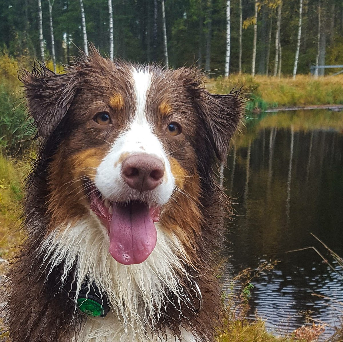 Attention all water-loving dogs! 🐶💦
Is your gear waterproof?