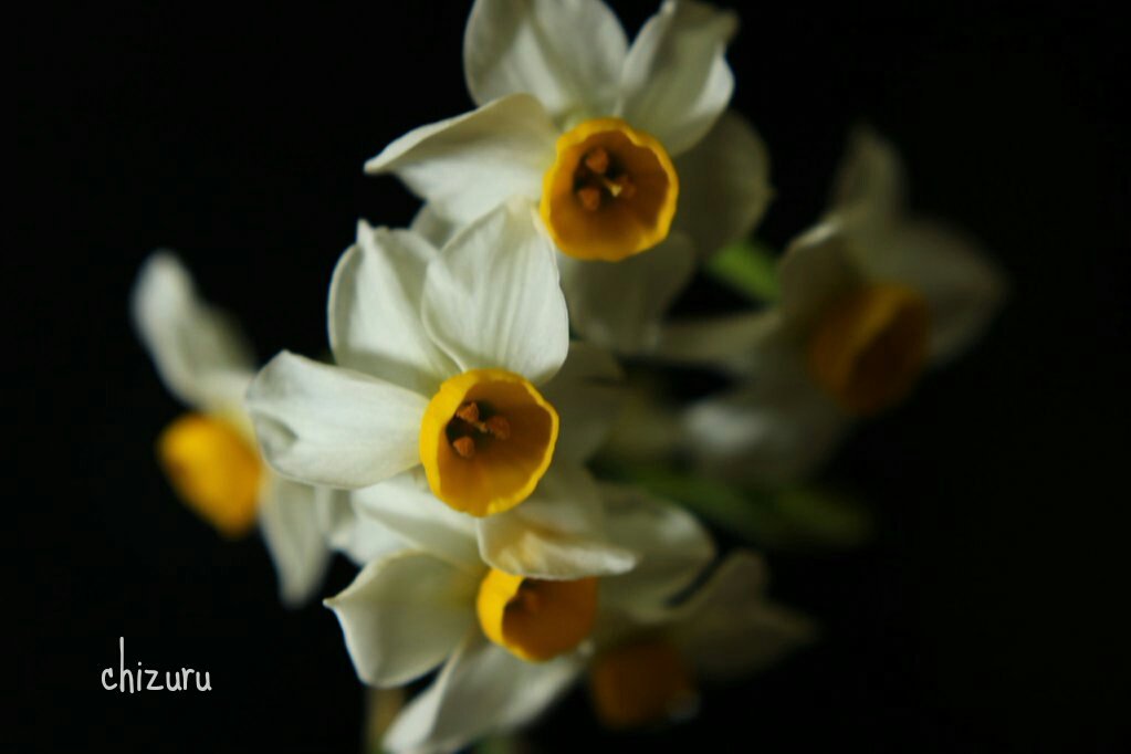 .
雲が裂け
堕ちた
月光の先に
貴方が
見えれば

星の見えない
寒い夜ひとり

♢千鶴

#月光の想い