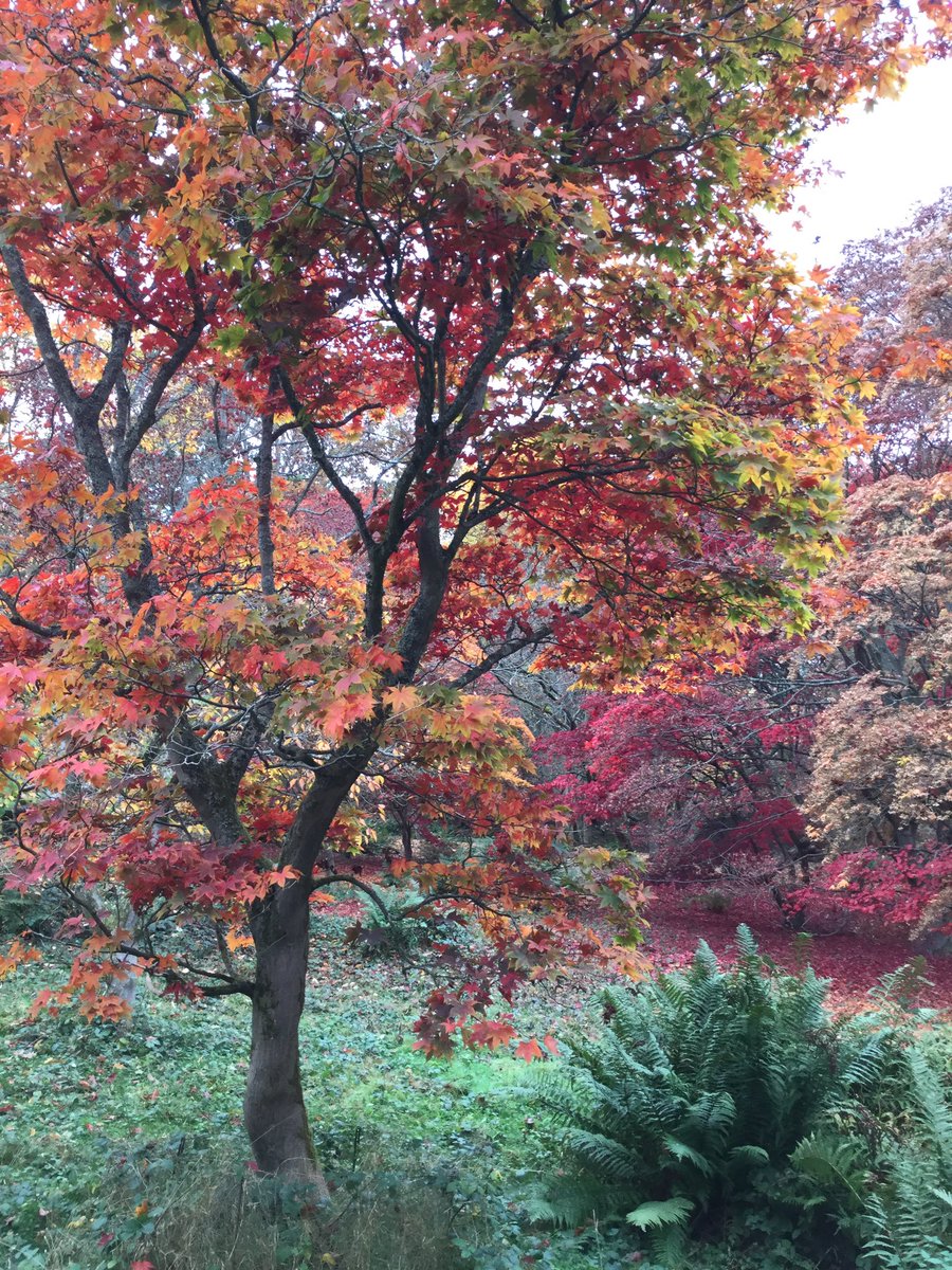 TiCL (NO to a blue tick) tweet media