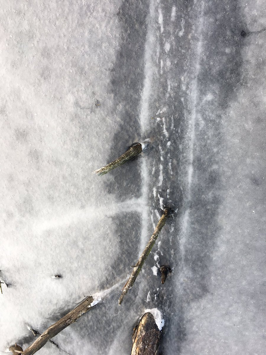 Vernat landschap, contour verdronken pijnboom, Lankheet #Haaksbergen