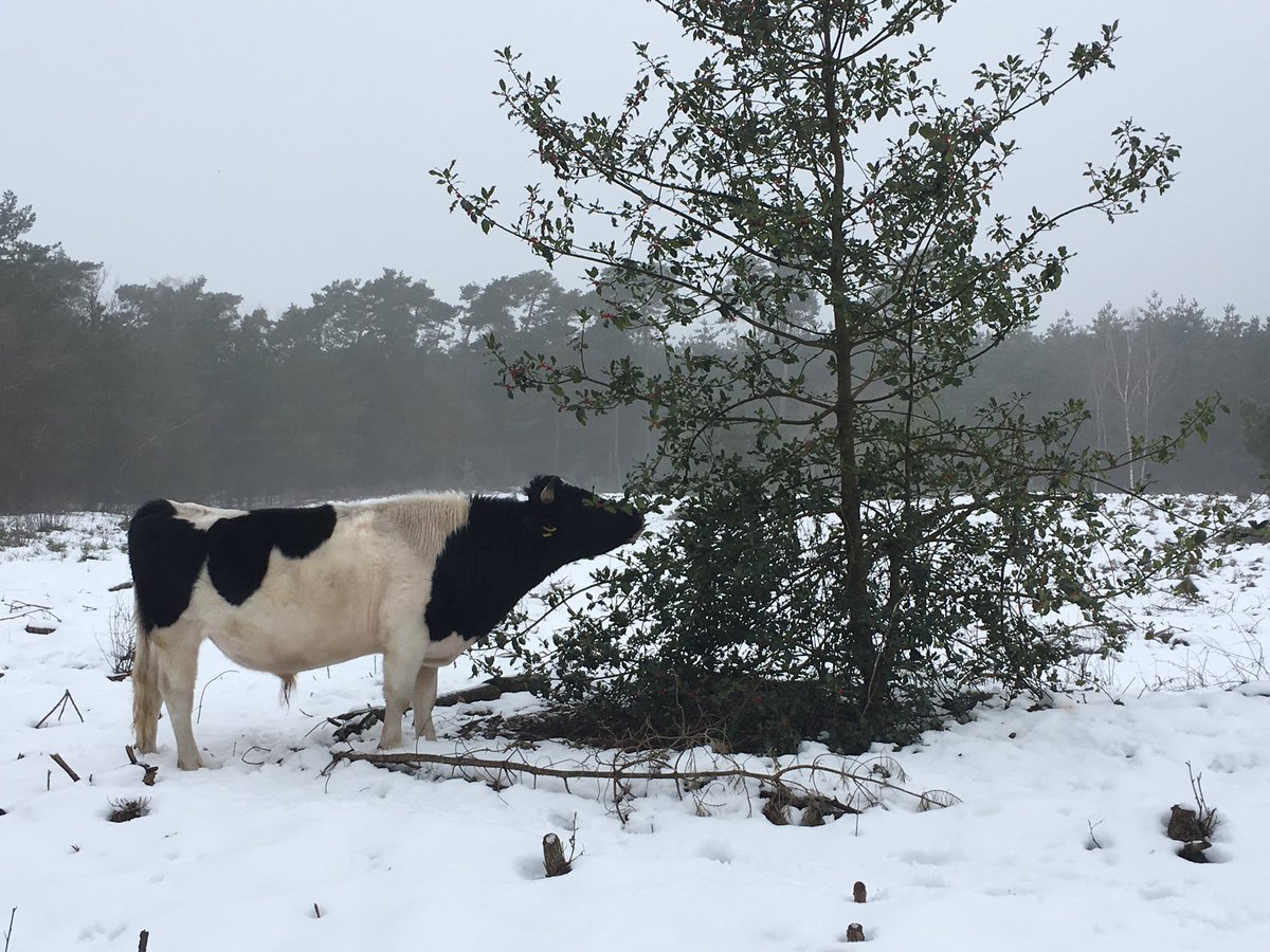 Heidekoe in de sneeuw, knabbelend aan hulst, Lankheet #Haaksbergen
