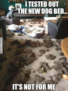 HappyDogs's tweet photo. You could've just said! https://t.co/x7ilotVPs7 #dogsoftwitter #itexploded https://t.co/ag443Heygy