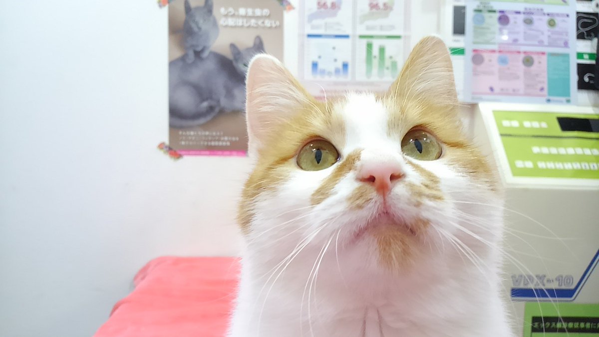 動物病院 Cafe En Twitter ふへぇ 可愛い 猫ボンボン 雑種より純血種とか 純血種より雑種とか そういうの ないの 私は なんか ピーンときたらうちの子なの だから うちには雑種とアメショとチンチラがいる 全部保護っこ ボンちゃんも ピーン と来た人が