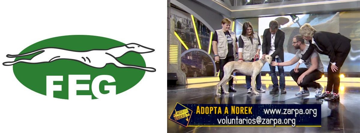 CazavisionTV's tweet photo. La @FEGalgos solicita una rectificación al programa “El Hormiguero” mediante este comunicado: https://t.co/UtYVpESlci https://t.co/kDvMbknkqE