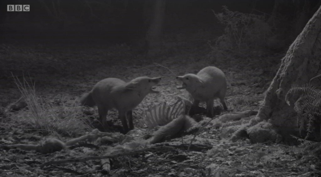 GJDManufacture's tweet image. Perfect night time images with GJD's Clarius Plus illuminators on BBC #winterwatch last night!