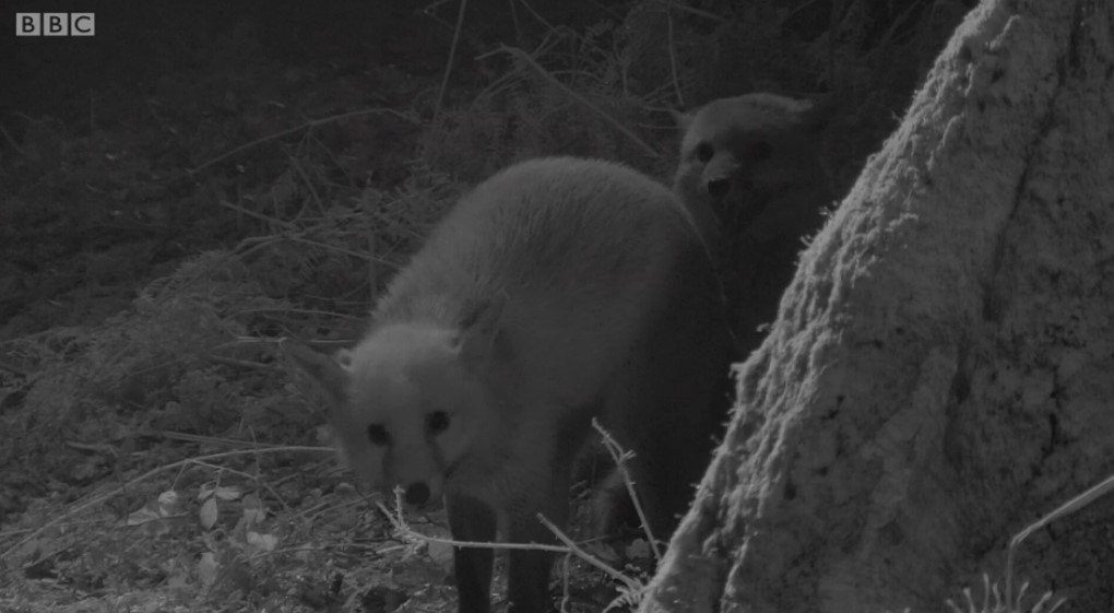 GJDManufacture's tweet image. Perfect night time images with GJD's Clarius Plus illuminators on BBC #winterwatch last night!