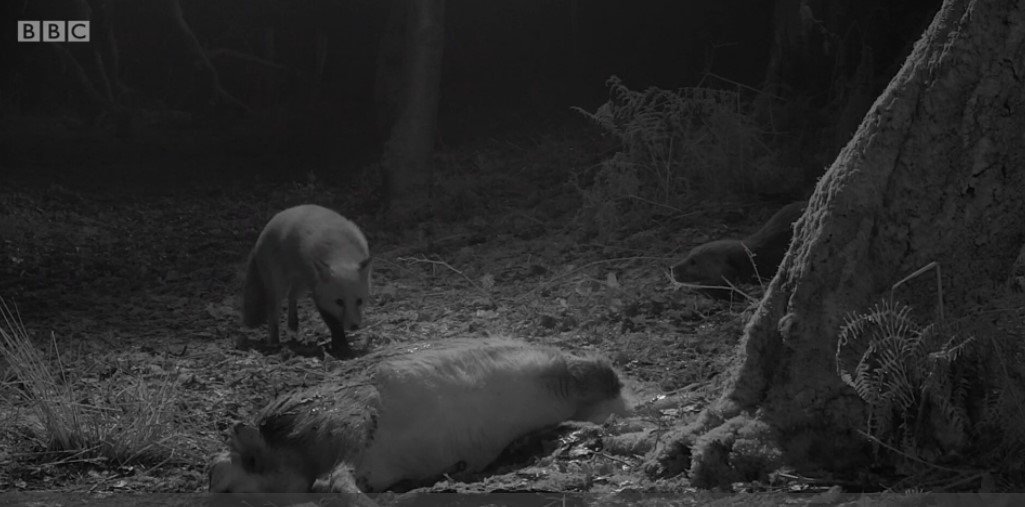 GJDManufacture's tweet image. Perfect night time images with GJD's Clarius Plus illuminators on BBC #winterwatch last night!