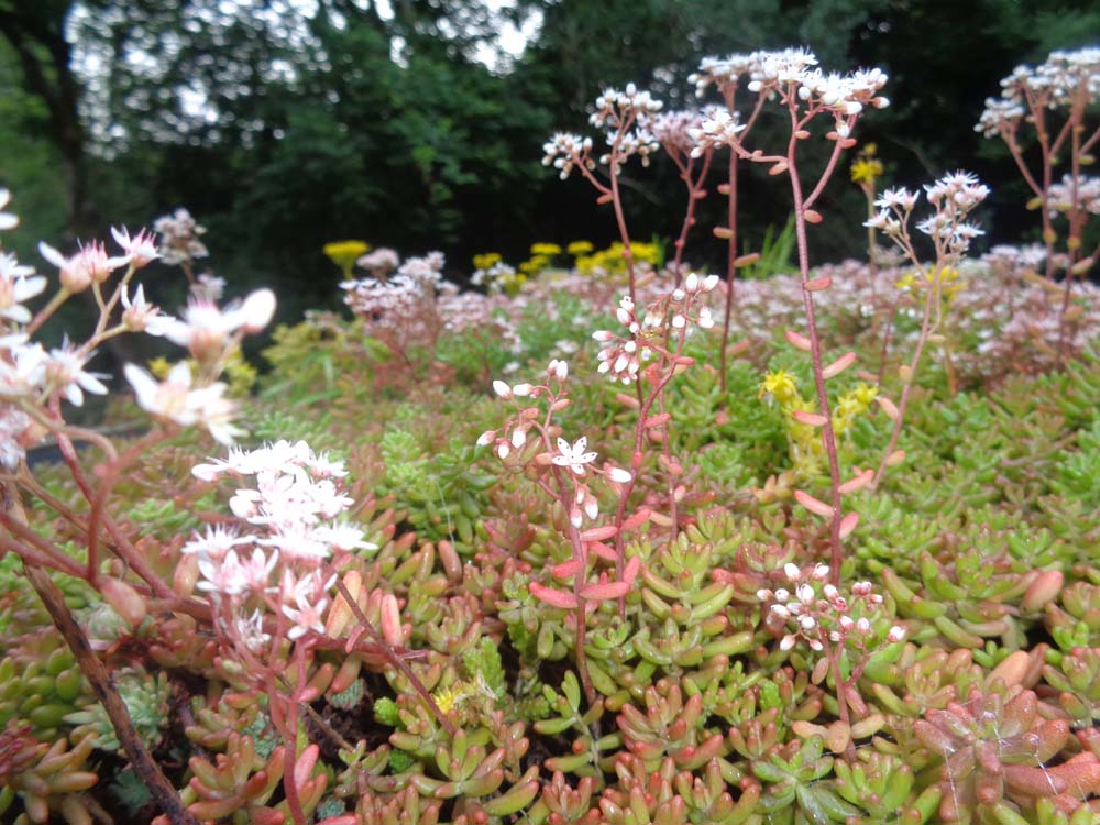 RiefaGreenRoof's tweet image. Tips for maintaining your sedum #green #roof: riefagreenroof.co.uk/news/article/1…
