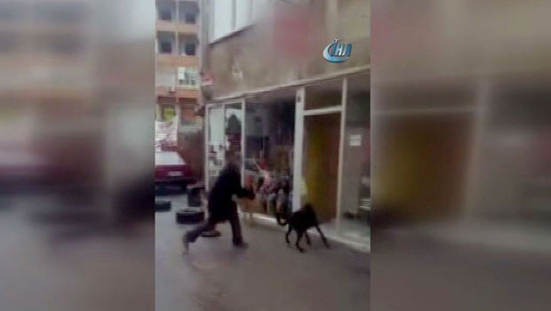 Sokak köpeklerine sopayla dayak kamerada hry.yt/KYy91