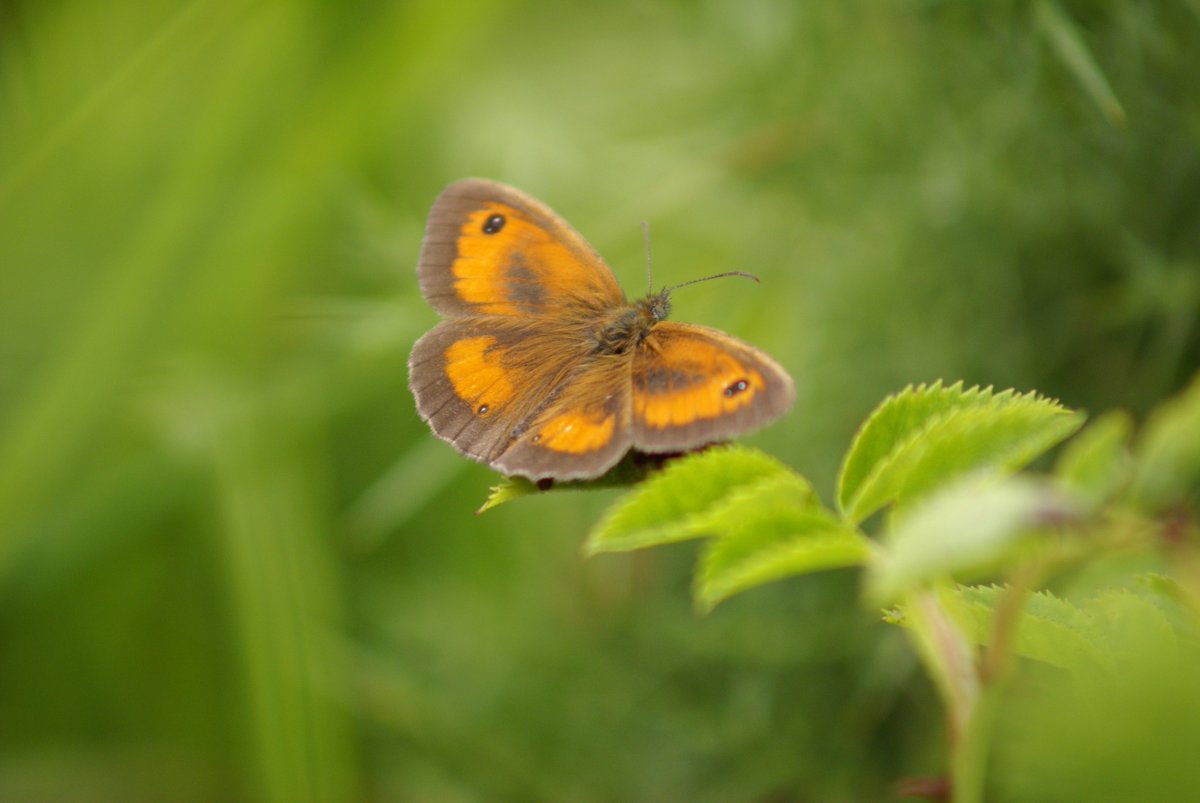 We're looking for a part-time Outreach Officer for our Old Park Hill BLF Reaching Communities Project; #Dover, #Kent kentwildlifetrust.org.uk/jobs/outreach-…
