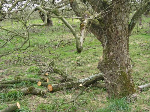 OrchardTeaRoom's tweet photo. Some vacancies for February pruning course https://t.co/ZkI01p1abw … … …
#horticulture #fruittrees #gardening #pruningcourse #Cambs #Norfolk https://t.co/vpm0Taaygp