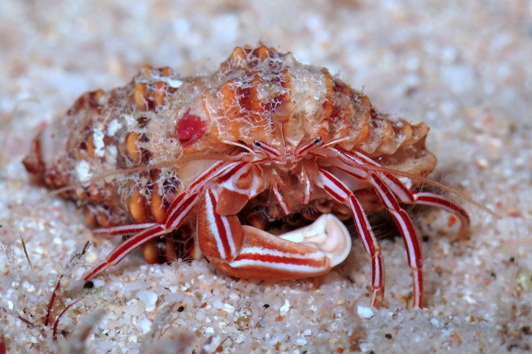 Samuel_Smithers's tweet photo. New species of hermit crab with bright markings suggest it may act as a cleaner for other animals. #colsci https://t.co/P7pPAiCg0i https://t.co/0TWrtoMUIe