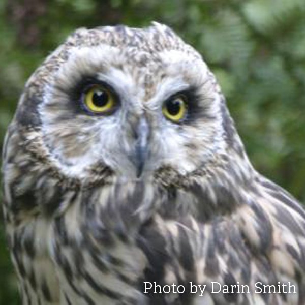 There are just a few places left on our #BirdsofPrey #Wildlife Study day, on Jan 27th. Book now! bit.ly/2jVKaJd #Kent