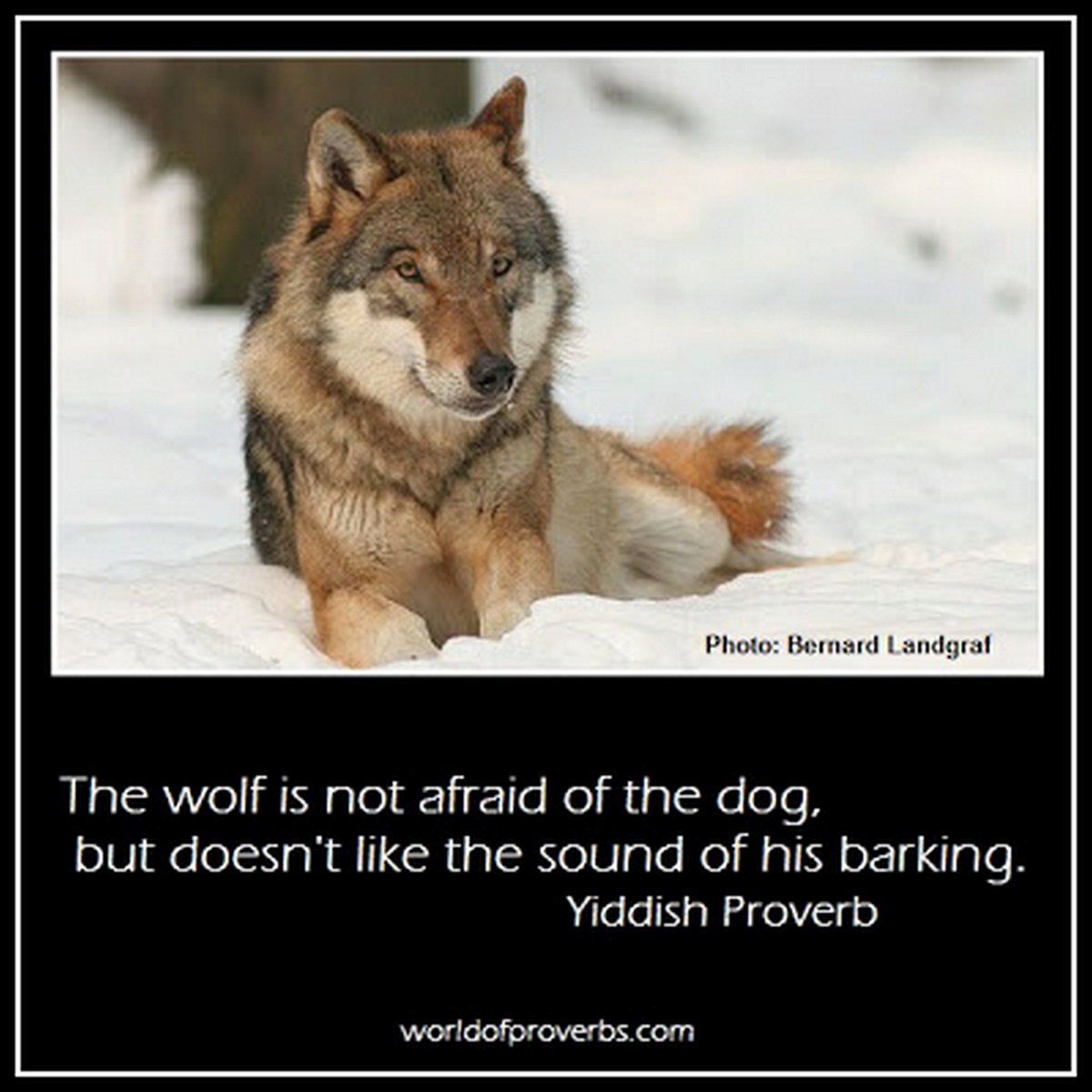 SpecGhost's tweet photo. ~ The #wolf is not afraid of the #dog, but doesn't like the sound of his barking. ~ #Yiddish #Proverb ~ #RightWolf ~ #PrawoWilka ~ #Wilk ~ https://t.co/vb9VNtB2fK
