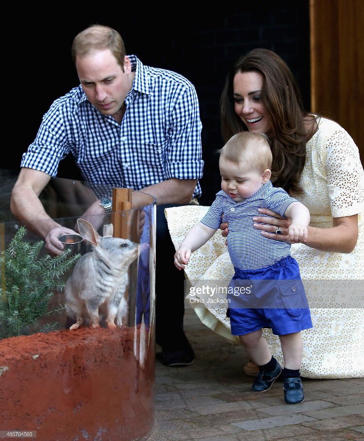 ChrisJack_Getty's tweet photo. Just because it's #AustraliaDay The Duchess of Cornwall getting to grips with a koala and Prince George meeting a bilby! @GettyImages 🇳🇿🇳🇿🇳🇿 https://t.co/mkmWkSmllQ