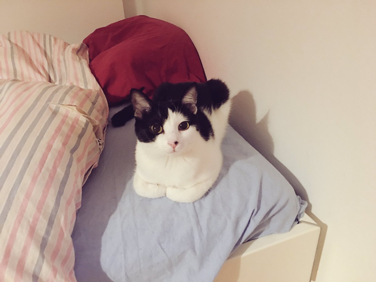 muffinismuffin's tweet image. 😽