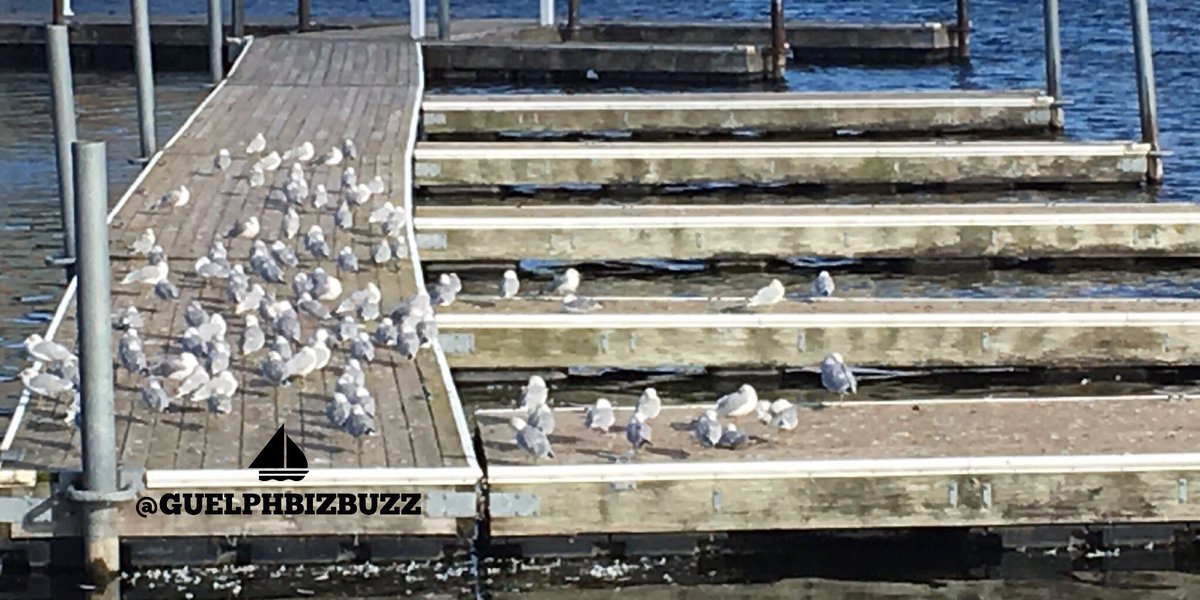 GuelphBizBuzz's tweet photo. #whatsup "Dock"?

#guelph #whattheflock? https://t.co/FkVVTVkUTq
