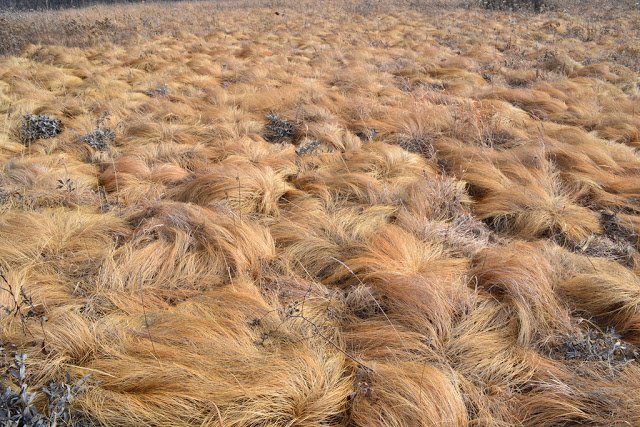 BadHombreNPS's tweet image. While easily mistaken for a *ridiculous* hairpiece, Prairie Dropseed (Sporobolus heterolepis) can be found throughout @BadlandsNPS