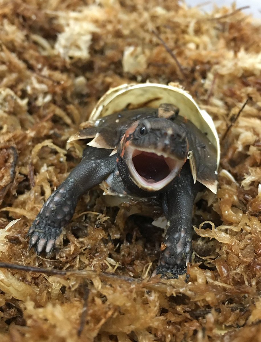 houstonzoo's tweet image. The #cuteanimaltweetoff needs to be a regular mid-weekly occurrence!