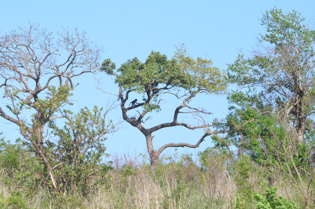 NicoleReigelman's tweet photo. Monkey See. #SouthAfrica #Gate1Travel #Gate1Contest17 https://t.co/60OLztM3Kr