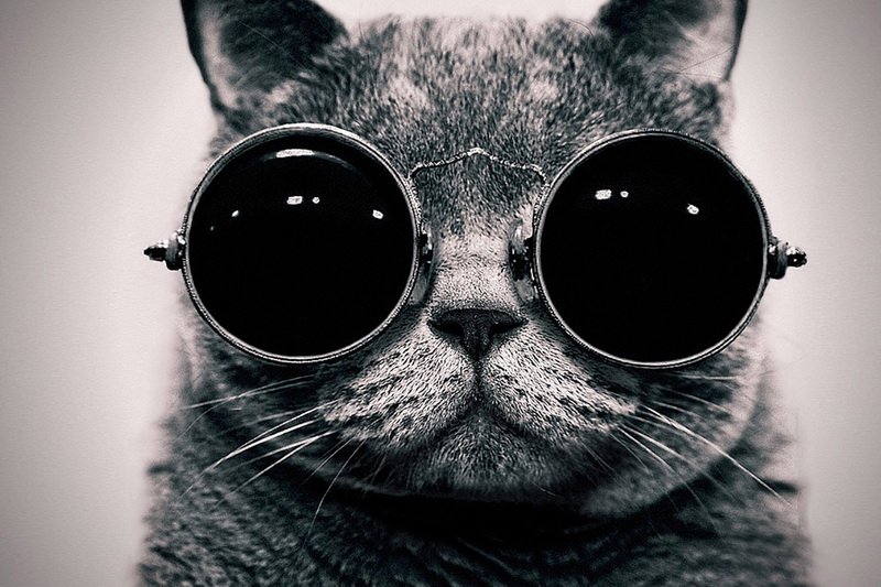 PedalScotland's tweet photo. Any cool cats out there have their sunnies on today? It's cold but their is some big bright ball in the sky today. #cycling #sunnies https://t.co/fK7oJHtd5C