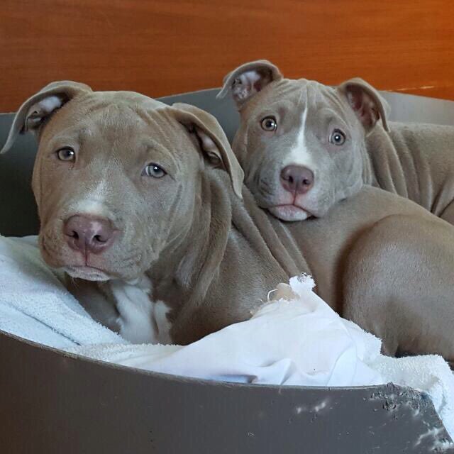 mtluque6's tweet photo. ##pitbull#tutiendadesanimales.com## https://t.co/MD3vrf4tt0