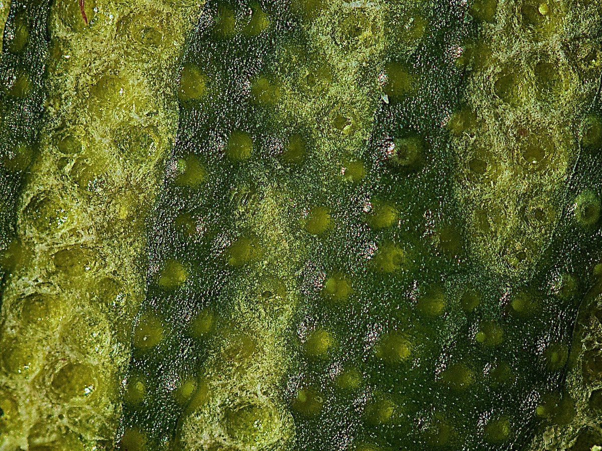 ayearupclose's tweet image. &quot;Lime after Zest&quot;

#7D #macroworld #macaffinity #photodaychallenge #macrodaily #500pxrtg #PhotoRTG #lifestory #ayearupclose
#Lime #Zest