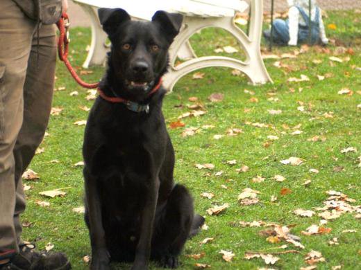 Happy Udo aus Hamburg sucht ein Zuhause!

tierheimhelden.de/hund/tierheim-…